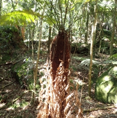 Dicksonia antarctica (Soft Treefern) at Brogers Creek, NSW - 26 Aug 2024 by plants