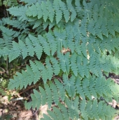 Histiopteris incisa (Bat's-Wing Fern) at Brogers Creek, NSW - 26 Aug 2024 by plants