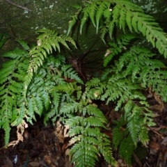 Lastreopsis acuminata (Shiny Shield Fern) at Brogers Creek, NSW - 26 Aug 2024 by plants