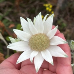 Actinotus helianthi (Flannel Flower) at Yuraygir, NSW - 26 Aug 2024 by lbradley