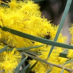 Acacia boormanii (Snowy River Wattle) at Hughes, ACT - 27 Aug 2024 by KL