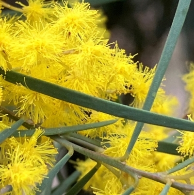 Acacia boormanii (Snowy River Wattle) at Hughes, ACT - 27 Aug 2024 by KL