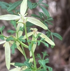 Clematis leptophylla (Small-leaf Clematis, Old Man's Beard) at Hughes, ACT - 27 Aug 2024 by KL