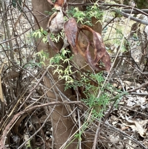 Clematis leptophylla at Hughes, ACT - 27 Aug 2024 12:07 PM