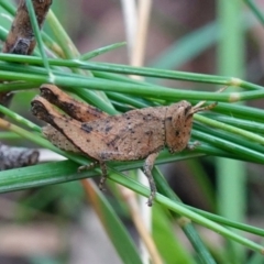 Phaulacridium vittatum (Wingless Grasshopper) at Jerrawangala, NSW - 16 Apr 2024 by RobG1