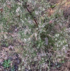 Hakea decurrens (Bushy Needlewood) at Belconnen, ACT - 28 Aug 2024 by JohnGiacon