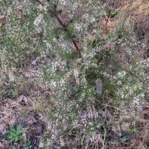 Hakea decurrens at Belconnen, ACT - 28 Aug 2024 02:58 PM