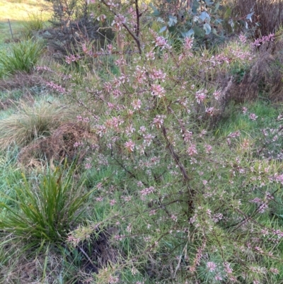 Hakea decurrens (Bushy Needlewood) at Belconnen, ACT - 28 Aug 2024 by JohnGiacon