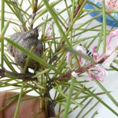 Hakea decurrens at Belconnen, ACT - 28 Aug 2024