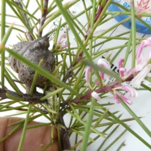 Hakea decurrens at Belconnen, ACT - 28 Aug 2024