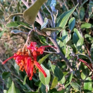 Grevillea victoriae at Belconnen, ACT - 27 Aug 2024 08:44 AM