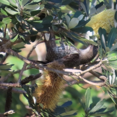 Anthochaera chrysoptera (Little Wattlebird) at Valla Beach, NSW - 27 Aug 2024 by lbradley