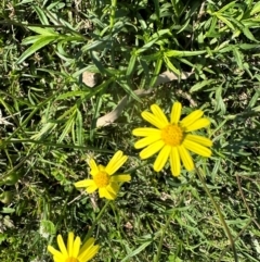 Senecio madagascariensis at Valla Beach, NSW - 27 Aug 2024 by lbradley