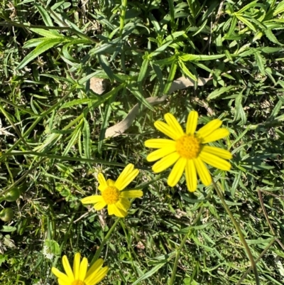 Senecio madagascariensis at Valla Beach, NSW - 27 Aug 2024 by lbradley