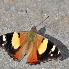 Vanessa itea (Yellow Admiral) at Higgins, ACT - 27 Aug 2024 by MichaelWenke