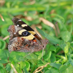 Vanessa itea at Higgins, ACT - 27 Aug 2024