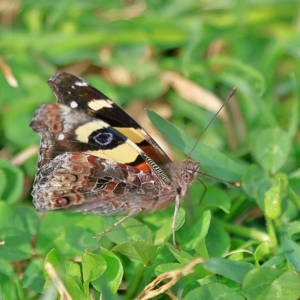 Vanessa itea at Higgins, ACT - 27 Aug 2024