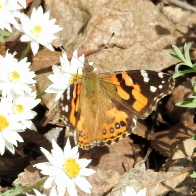 Vanessa kershawi (Australian Painted Lady) at Aranda, ACT - 27 Aug 2024 by KMcCue