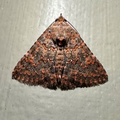 Praxis marmarinopa (owlet moth) at Arakoon, NSW - 25 Aug 2024 by Pirom