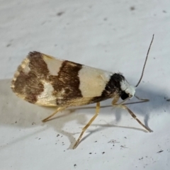 Philenora aspectalella (Little Mask Philenora) at Arakoon, NSW - 25 Aug 2024 by Pirom