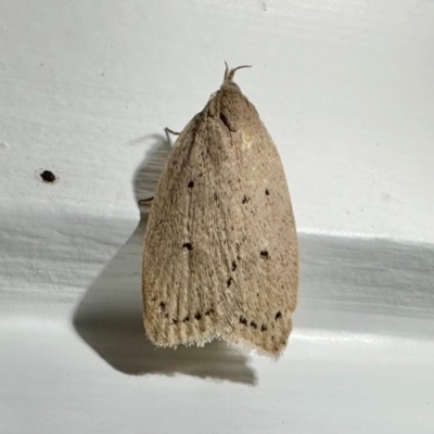 Chezala privatella (A Concealer moth) at Arakoon, NSW - 23 Aug 2024 by Pirom