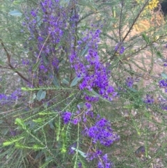 Hardenbergia violacea (False Sarsaparilla) at Tathra, NSW - 25 Aug 2024 by Choyster