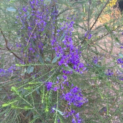 Hardenbergia violacea (False Sarsaparilla) at Tathra, NSW - 26 Aug 2024 by Choyster