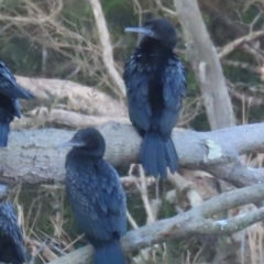 Phalacrocorax sulcirostris (Little Black Cormorant) at Bonny Hills, NSW - 27 Aug 2024 by lbradley