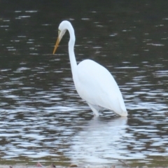 Ardea alba (Great Egret) at Bonny Hills, NSW - 27 Aug 2024 by lbradley