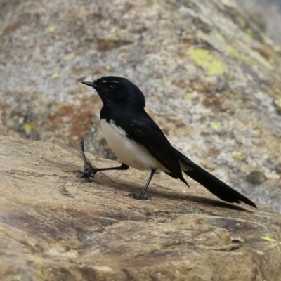 Rhipidura leucophrys (Willie Wagtail) at Gordon, ACT - 27 Aug 2024 by RodDeb