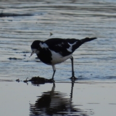 Grallina cyanoleuca (Magpie-lark) at Bonny Hills, NSW - 27 Aug 2024 by lbradley