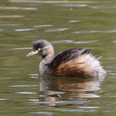 Tachybaptus novaehollandiae (Australasian Grebe) at Gordon, ACT - 27 Aug 2024 by RodDeb