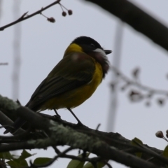 Pachycephala pectoralis (Golden Whistler) at Gordon, ACT - 27 Aug 2024 by RodDeb