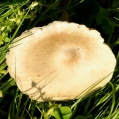 Unverified Fungus at Aranda, ACT - 27 Aug 2024 by KMcCue