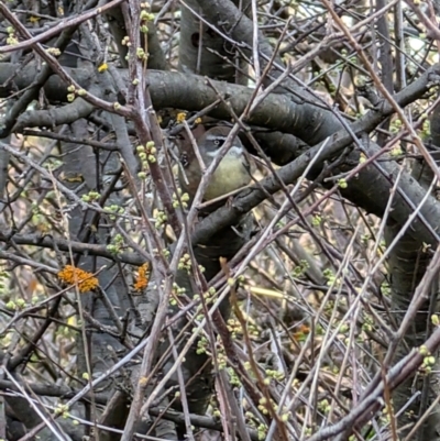 Sericornis frontalis (White-browed Scrubwren) at Lawson, ACT - 27 Aug 2024 by mroseby