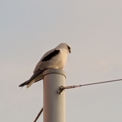 Elanus axillaris (Black-shouldered Kite) at Lawson, ACT - 27 Aug 2024 by mroseby