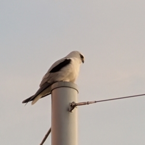 Elanus axillaris at Lawson, ACT - 27 Aug 2024