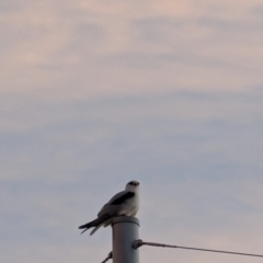 Elanus axillaris at Lawson, ACT - 27 Aug 2024