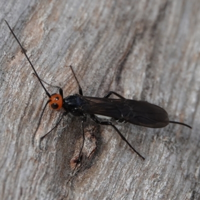 Callibracon capitator (White Flank Black Braconid Wasp) at Hall, ACT - 27 Aug 2024 by Anna123