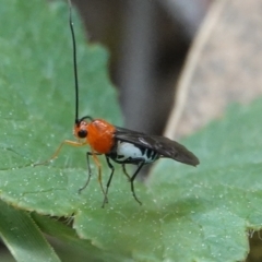 Braconidae (family) (Unidentified braconid wasp) at Hall, ACT - 27 Aug 2024 by Anna123