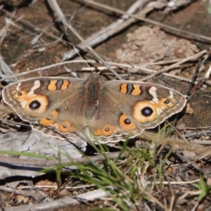 Junonia villida at Hall, ACT - 26 Aug 2024 11:11 AM