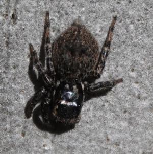 Salticidae (family) at Hall, ACT - 26 Aug 2024