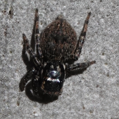 Salticidae (family) (Unidentified Jumping spider) at Hall, ACT - 26 Aug 2024 by Anna123