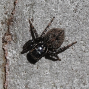 Salticidae (family) at Hall, ACT - 26 Aug 2024