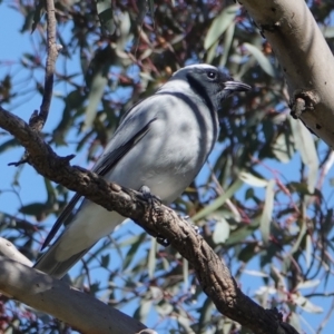 Coracina novaehollandiae at Hall, ACT - 26 Aug 2024 10:21 AM