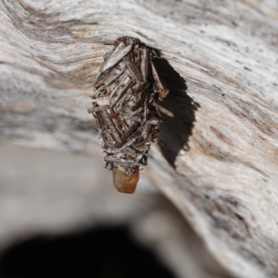 Psychidae (family) IMMATURE (Unidentified case moth or bagworm) at Hall, ACT - 26 Aug 2024 by Anna123