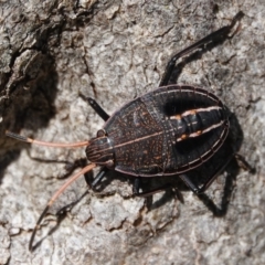 Theseus modestus (Gum tree shield bug) at Hall, ACT - 25 Aug 2024 by Anna123