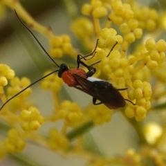 Braconidae (family) (Unidentified braconid wasp) at Hall Horse Paddocks - 10 Aug 2024 by Anna123