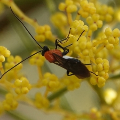 Braconidae (family) (Unidentified braconid wasp) at Hall Horse Paddocks - 10 Aug 2024 by Anna123