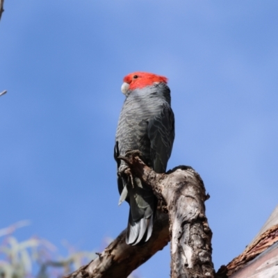 Callocephalon fimbriatum (Gang-gang Cockatoo) at Aranda, ACT - 27 Aug 2024 by LydiaB